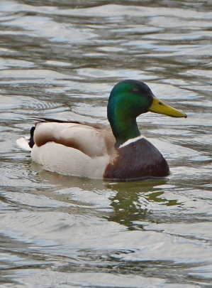 Beautiful green mallard duck